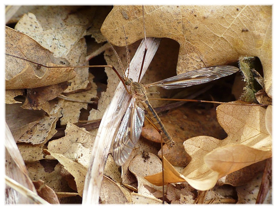 Tipula oleracea M (Tipulidae)